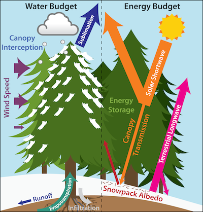 Water Budget in Forest